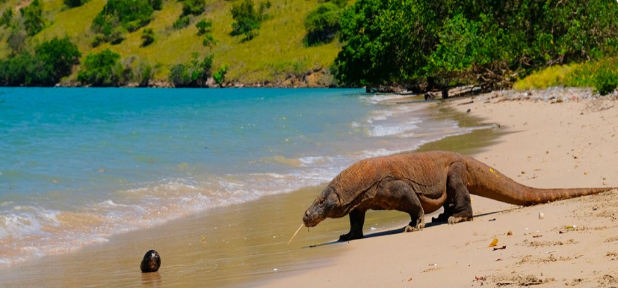 Komodo Island Tour Bersama Agen Wisata Lokal Berlisensi di Labuan Bajo, Flores-Indonesia