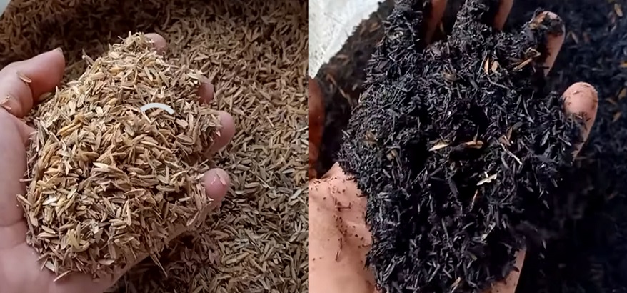 sekam bakar vs sekam mentah